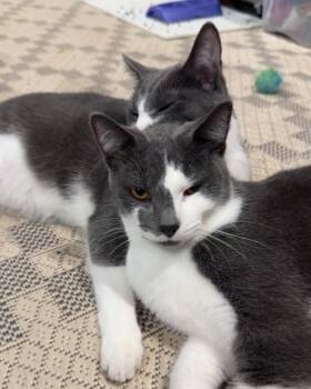 Rescue Domestic Short Hair Cats for Adoption in Grand Haven, Michigan - Frank & Cholula | PetCurious