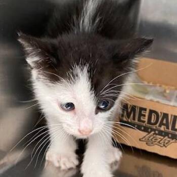 Domestic Short Hair Cats Available for Adoption in Vieques, Vieques - Blot | PetCurious