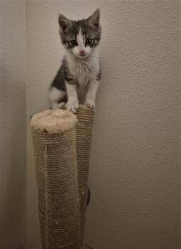 Domestic Short Hair Cats Available for Adoption in San Bernardino, California - DINO | PetCurious