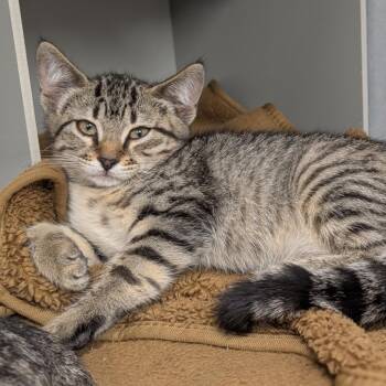 Waterloo -  Domestic Short Hair Cat for Adoption in Buchanan Dam, Texas - Waterloo | PetCurious