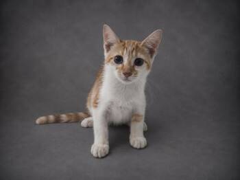 NUGGET -  Domestic Short Hair Cat for Adoption in Winter Haven, Florida - NUGGET | PetCurious