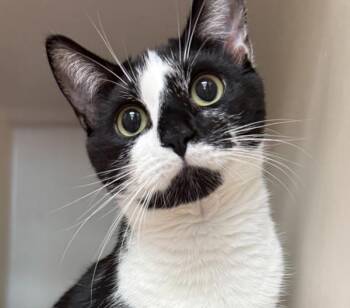 Domestic Short Hair Cats Available for Adoption in Salisbury, Maryland - Umbrellabird | PetCurious