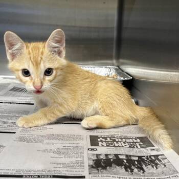 Brady -  Domestic Medium Hair Cat for Adoption in Pauls Valley, Oklahoma - Brady | PetCurious