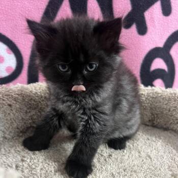 Checkers -  Domestic Short Hair Cat for Adoption in Puslinch, Ontario - Checkers | PetCurious