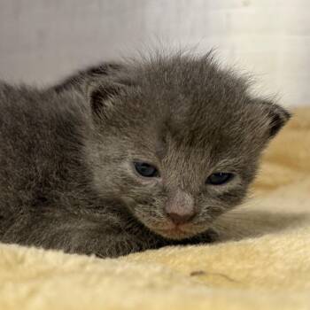 Domestic Short Hair Cats Available for Adoption in Asheville, North Carolina - Flaxen | PetCurious