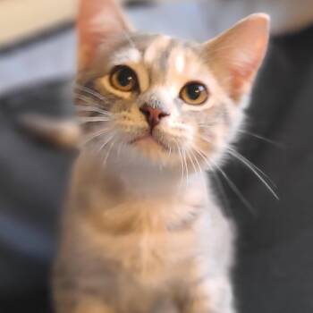 Effie TH -  Domestic Short Hair Cat for Adoption - Effie TH | PetCurious