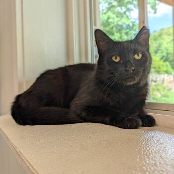 Domestic Short Hair Cats Available for Adoption in Waynesville, North Carolina - Herbie | PetCurious