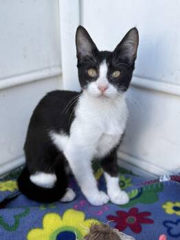 Bubbly Binsa -  American Shorthair Cat for Adoption in Stamford, Connecticut - Bubbly Binsa | PetCurious