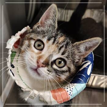 Endora -  Domestic Short Hair Cat for Adoption in Dearborn, Michigan - Endora | PetCurious