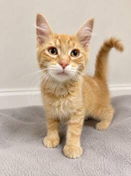 SIMON -  Domestic Short Hair Cat for Adoption - SIMON | PetCurious