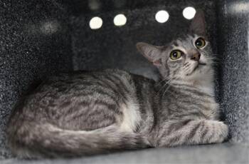 Domestic Short Hair Cats Available for Adoption in Dallas, Texas - NERMAL | PetCurious