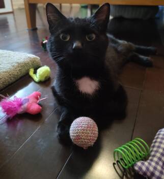 Hattie -  Tuxedo Cat for Adoption in Center Square, Pennsylvania - Hattie | PetCurious