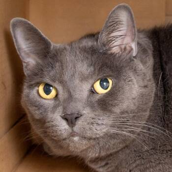 Celeste -  Domestic Short Hair Cat for Adoption in Victor, New York - Celeste | PetCurious