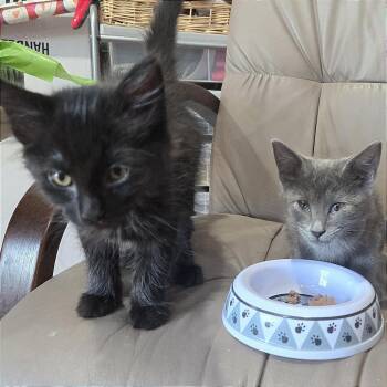 Domestic Short Hair Cats Available for Adoption in Pleasant Hill, California - A1047380 Minx | PetCurious