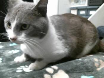 BLITZ -  Domestic Short Hair Cat for Adoption in Houston, Texas - BLITZ | PetCurious