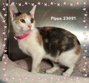 PIPPA (see also PIPER) -  Domestic Short Hair Cat for Adoption in Marietta, Georgia - PIPPA (see Also PIPER) | PetCurious