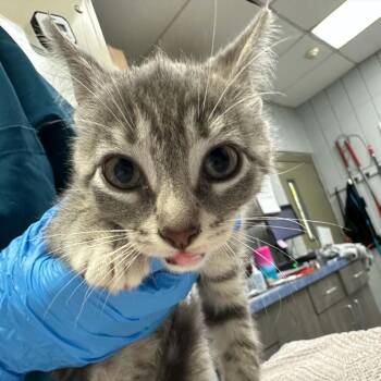 Boulder -  Domestic Short Hair Cat for Adoption in West Olive, Michigan - Boulder | PetCurious