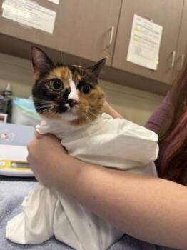 Bulbasaur -  Domestic Short Hair Cat for Adoption in Fishers, Indiana - Bulbasaur | PetCurious