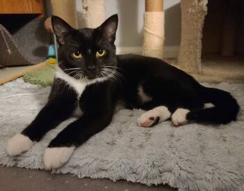 Nova -  Tuxedo Cat for Adoption in Temple, Pennsylvania - Nova | PetCurious