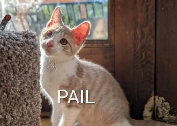 Pail -  Domestic Short Hair Cat for Adoption in Gorham, Maine - Pail | PetCurious