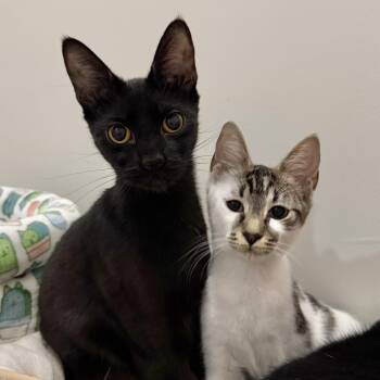 Domestic Short Hair Cats Available for Adoption - Birdie & Zach | PetCurious