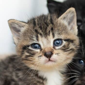 Bingo -  Domestic Short Hair Cat for Adoption in Middletown, Rhode Island - Bingo | PetCurious