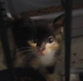 Dolly -  Tortoiseshell Cat for Adoption in PORT WENTWRTH, Georgia - Dolly | PetCurious