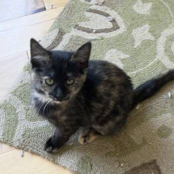 Rescue Domestic Short Hair Cats for Adoption in Slippery Rock, Pennsylvania - Zarrah | PetCurious