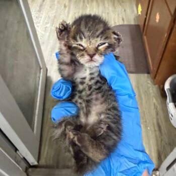 Trooper -  Domestic Short Hair Cat for Adoption in Summerville, South Carolina - Trooper | PetCurious