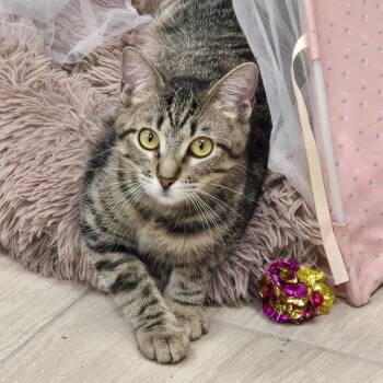 Domestic Short Hair Cats Available for Adoption in Kerrville, Texas - Forest | PetCurious