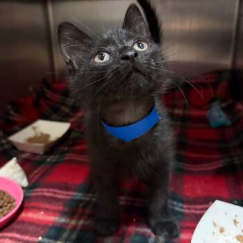 Pochi -  Domestic Short Hair Cat for Adoption in Fairport, New York - Pochi | PetCurious