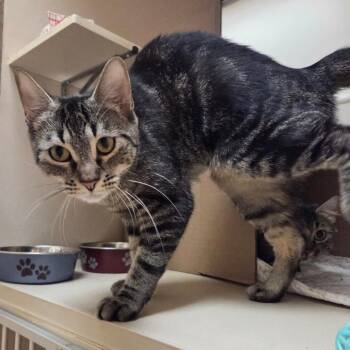 Roxy -  Domestic Short Hair Cat for Adoption in Ballston Spa, New York - Roxy | PetCurious