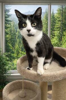 Domestic Short Hair Cats Available for Adoption - Chelsey | PetCurious