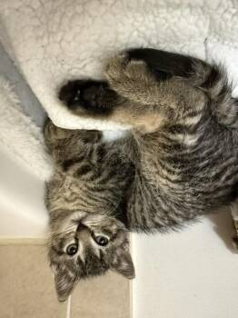 Domestic Short Hair Cats Available for Adoption - MATER | PetCurious