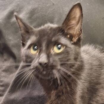 Rescue Domestic Short Hair Cats for Adoption in Kansas City, Missouri - Sandy | PetCurious