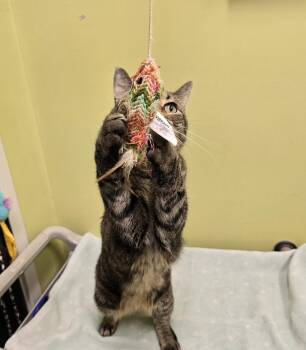Jimmy -  Domestic Short Hair Cat Available for Adoption in Dickson, Tennessee - Jimmy | PetCurious