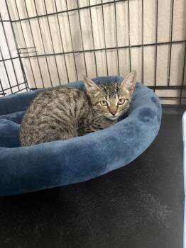 Mattix -  Domestic Short Hair Cat for Adoption in Alafaya, Florida - Mattix | PetCurious