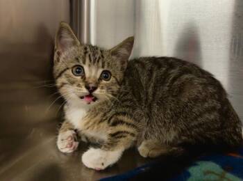 GUMBEAUX -  Domestic Short Hair Cat for Adoption in Grand Prairie, Texas - GUMBEAUX | PetCurious