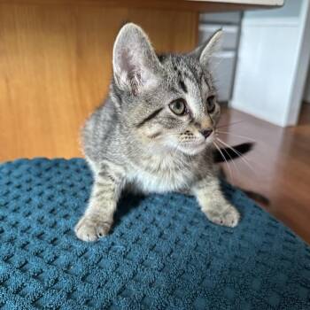 Birch -  Domestic Short Hair Cat for Adoption in La Grange, Kentucky - Birch | PetCurious