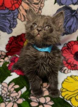 Domestic Medium Hair and Domestic Short Hair Cats Available for Adoption in Missoula, Montana - Laker | PetCurious