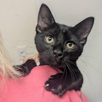 Crickett -  Domestic Short Hair Cat for Adoption in Springfield, Illinois - Crickett | PetCurious
