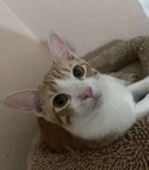 Domestic Short Hair Cats Available for Adoption - Henry (bonded With Tuti) | PetCurious