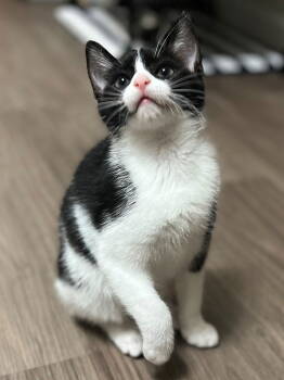 Rescue Tuxedo Cats for Adoption in Palo Alto, California - POTO: Christine | PetCurious