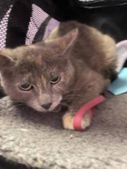 Domestic Short Hair Cats Available for Adoption in El Paso, Texas - 60828140 | PetCurious