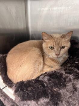 Ashley -  American Shorthair Cat for Adoption in Richland Hills, Texas - Ashley | PetCurious