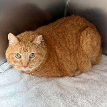 Fancy -  Domestic Short Hair Cat for Adoption in Council Bluffs, Iowa - Fancy | PetCurious