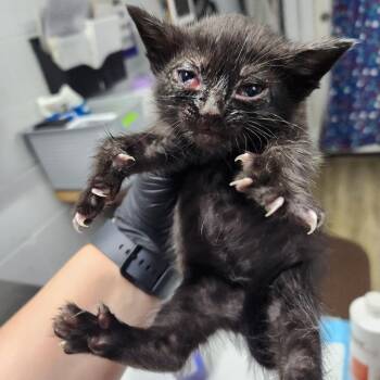 Domestic Short Hair Cats Available for Adoption in Summerville, South Carolina - Galileo | PetCurious