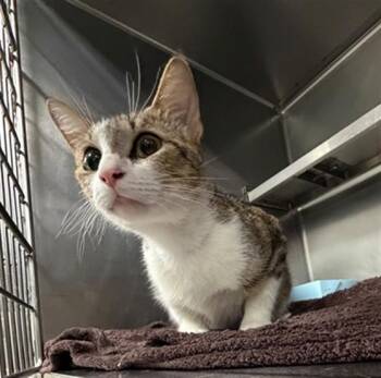 Domestic Short Hair Cats Available for Adoption in Pasadena, Texas - A184644 | PetCurious