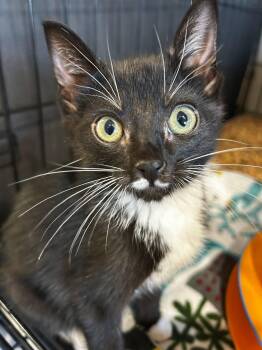 Tux -  Tuxedo and Domestic Short Hair Cat for Adoption in Walnut Creek, California - Tux | PetCurious