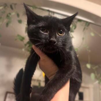 Wasabi -  Domestic Short Hair Cat for Adoption in Layton, Utah - Wasabi | PetCurious